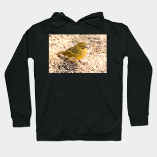 Yellow-fronted Canary, Serengeti National Park, Tanzania Hoodie